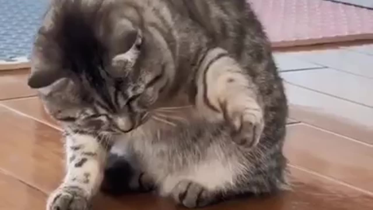 Cat being cat part #4