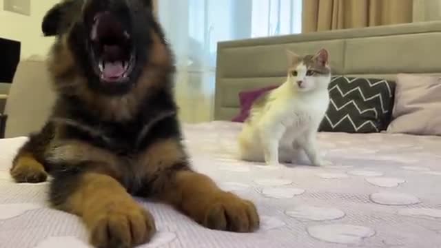 Funny Cat Reaction to New German Shepherd Puppy