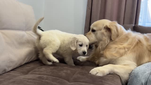 Golden Retriever Meets Golden Retriever Puppy!!