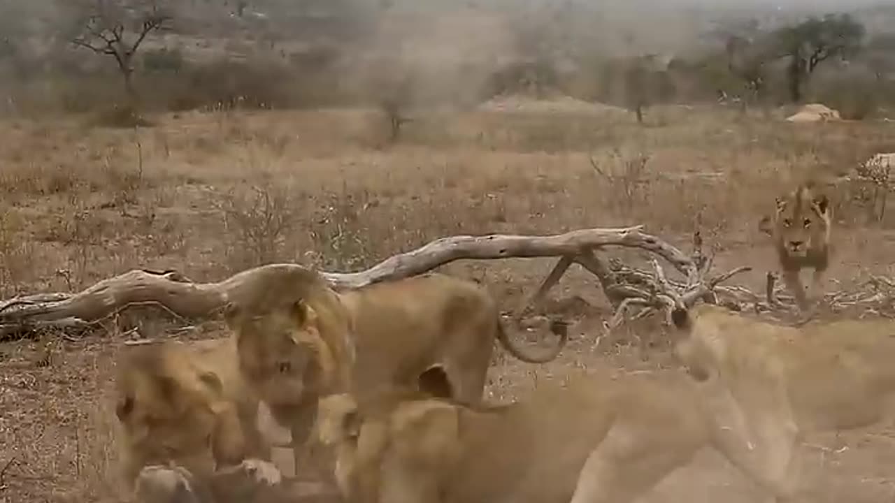 5 lion ambushes one hyena😱😱#viral #viralreels