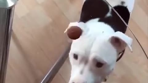 Funny dog video #02Cute and funny dogs#shorts # it's time to LAUGH#funnyVideos
