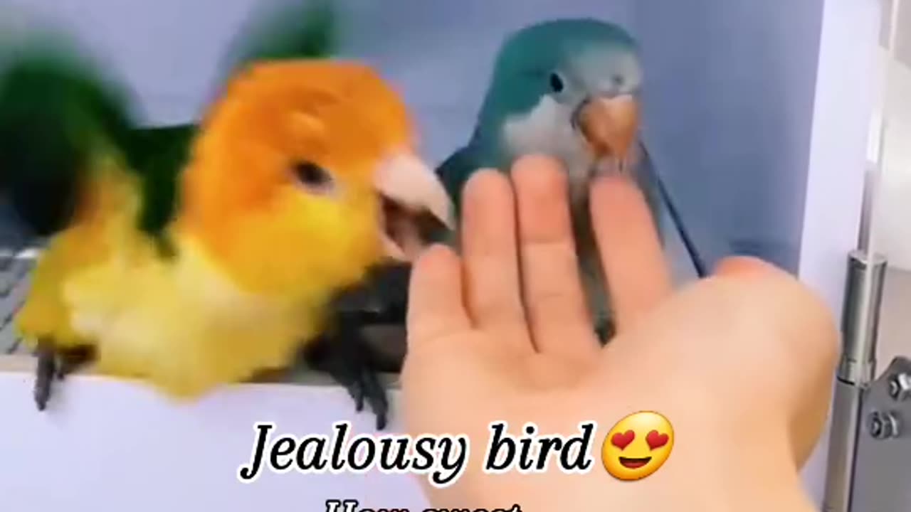 "Envy in Flight: Unmasking the Secrets of the Jealousy Bird"