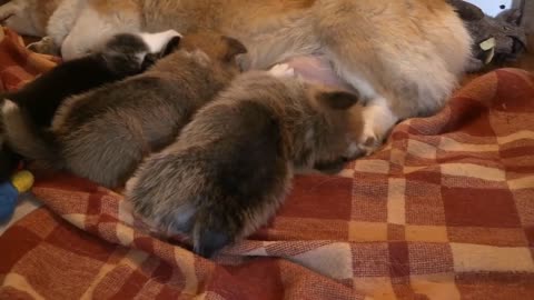 Young pups fed from her mother