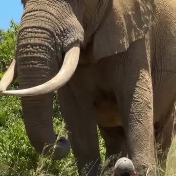 Sitting in awe of such a beautiful majestic Elephant