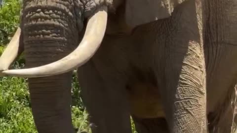 Sitting in awe of such a beautiful majestic Elephant
