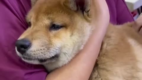 Funny dog 🐶