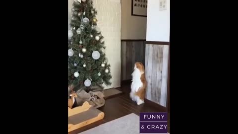 🥰 FUN FUNNY ANIMALS COMPILATIONS😂