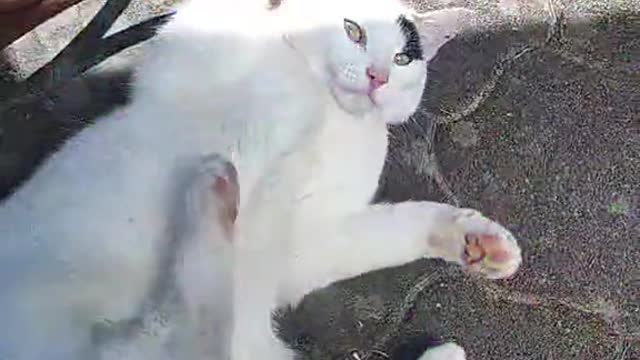 Silly Cat Decides To Roll Around A Chair