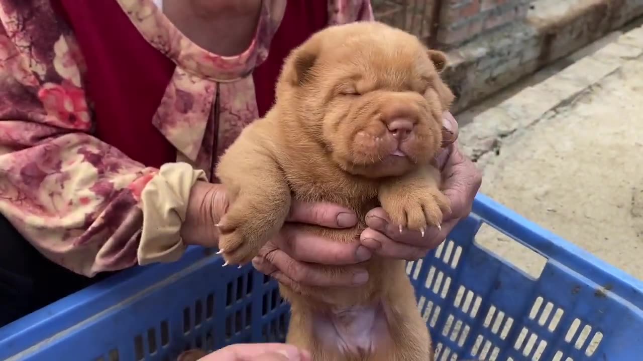 Little Brown Puppy