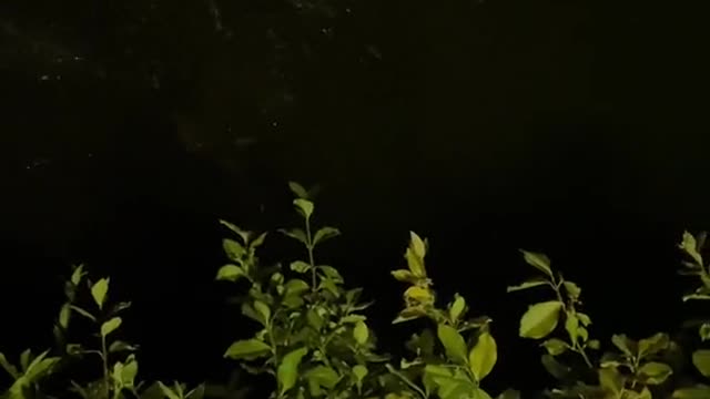 Catfish in urban pond