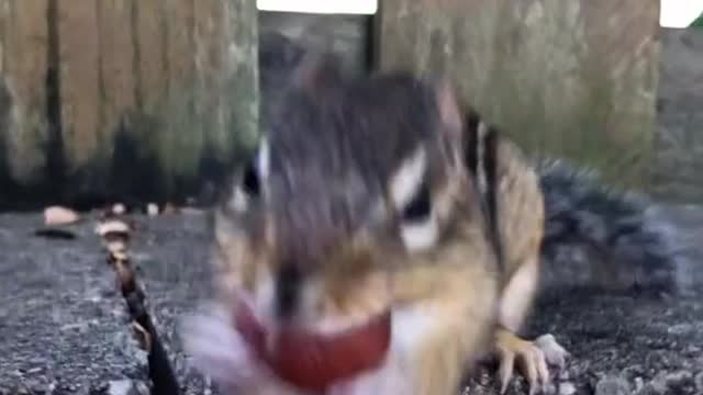 Thanks everyone for the prayers, Boris’s healed, fill the cheeks please