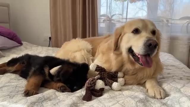 Golden Retriever Steals Toy From German Shepherd Puppy
