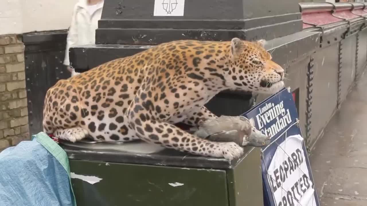 LEOPARD PRANK.. HILARIOUS!