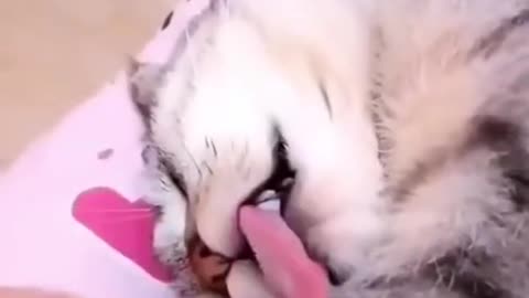 Funny Cat