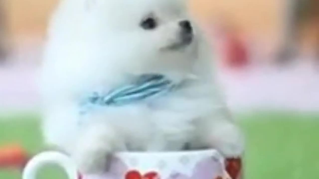 Teacup Pomeranian Dog | Baby Pomeranian