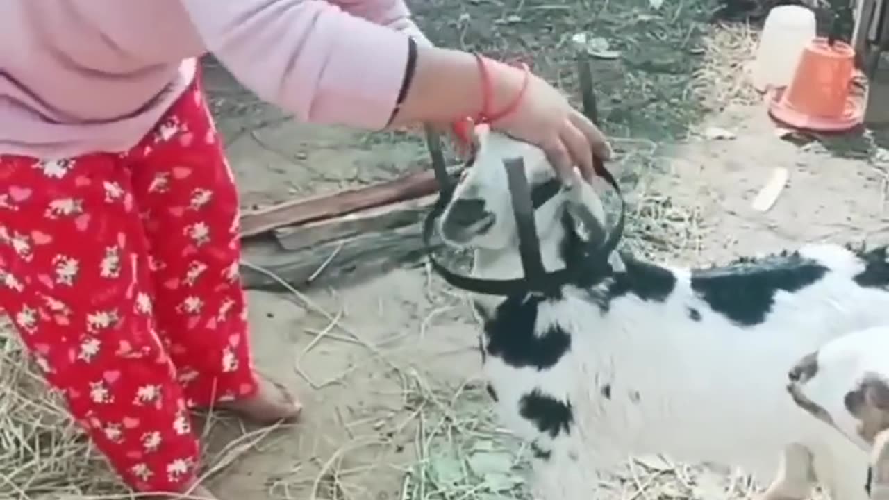 funny goat #animals #goatfarming #nepal #villagelife