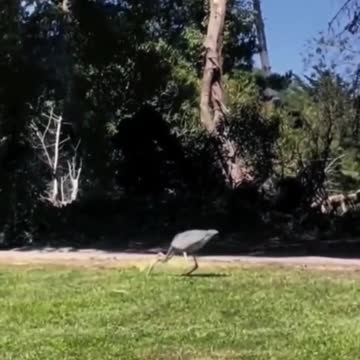 Surprise attack, incredible.