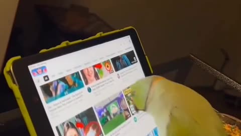 Parrot as a successful youtuber viral trending
