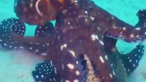 Octopus Swallows Stone Fish #shorts #viral #shortsvideo #video