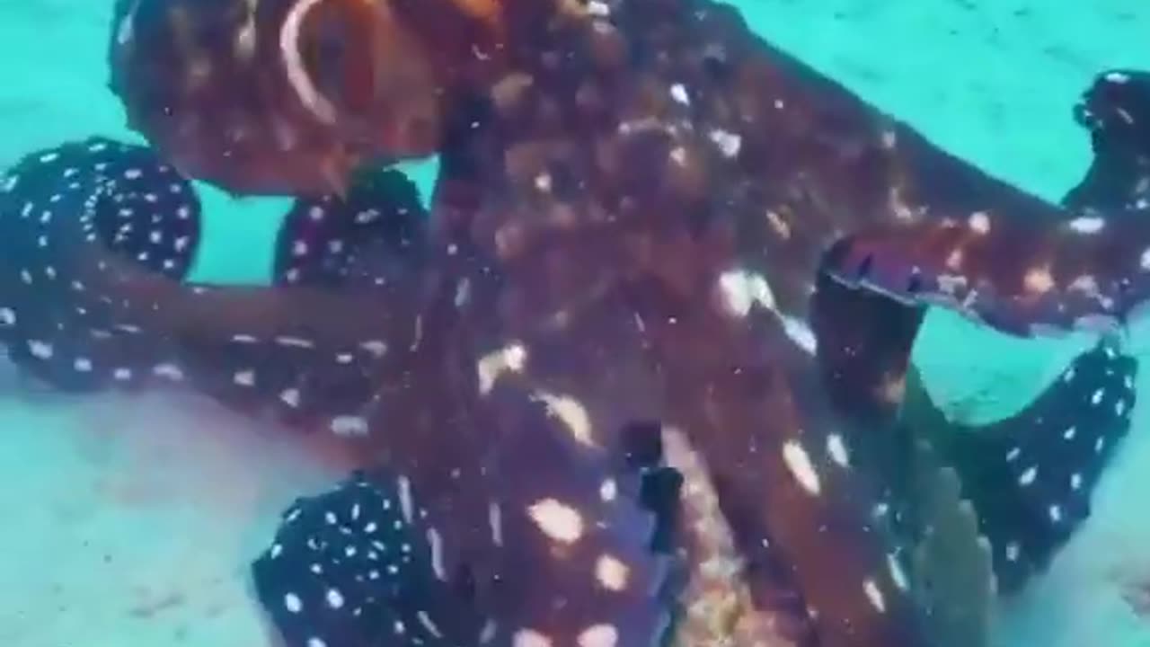 Octopus Swallows Stone Fish #shorts #viral #shortsvideo #video