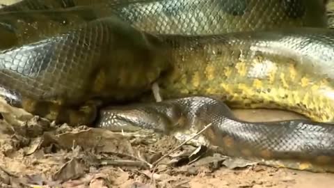 Largest snake ever seen in Amazon River