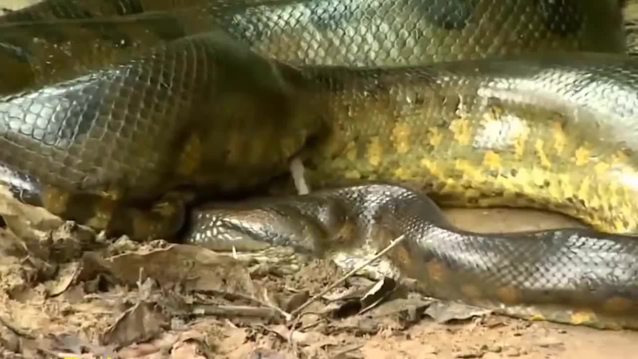 Largest snake ever seen in Amazon River