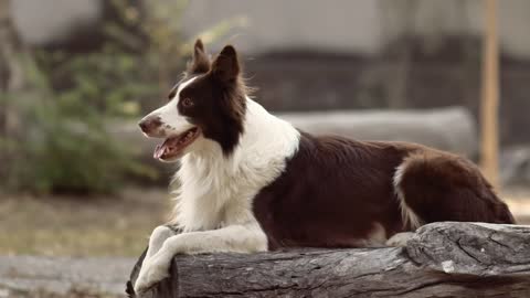 A gentleman dog, just sitting there quietly, looking out into the distance.