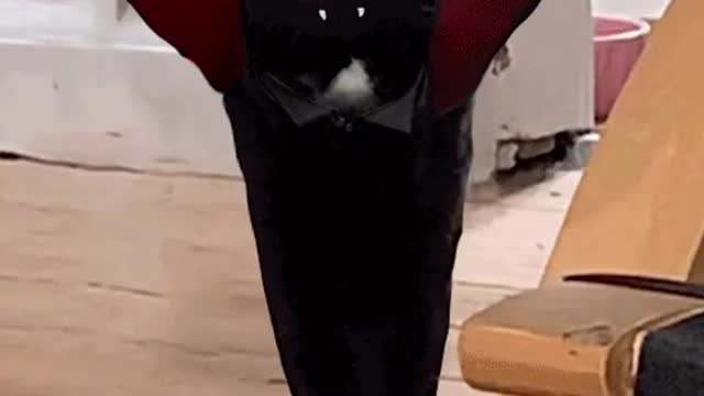 Dracula Cat