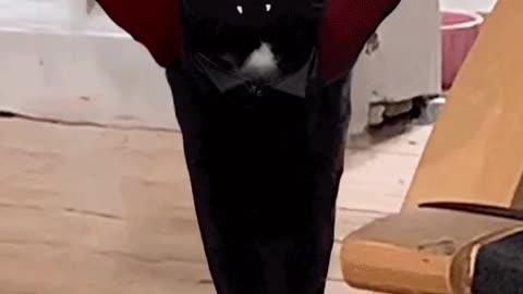 Dracula Cat