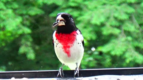 Rose-breasted grosbeak