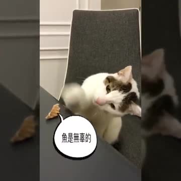 Fake cat deer😍😲❤