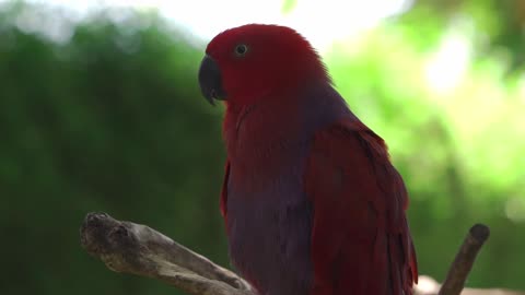 Bird Resting on a Branch