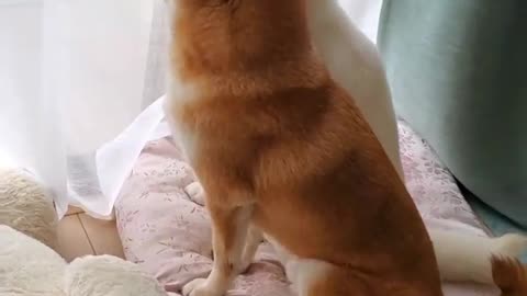 Cute Dog Video l