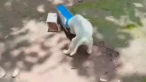 Dog fun with box