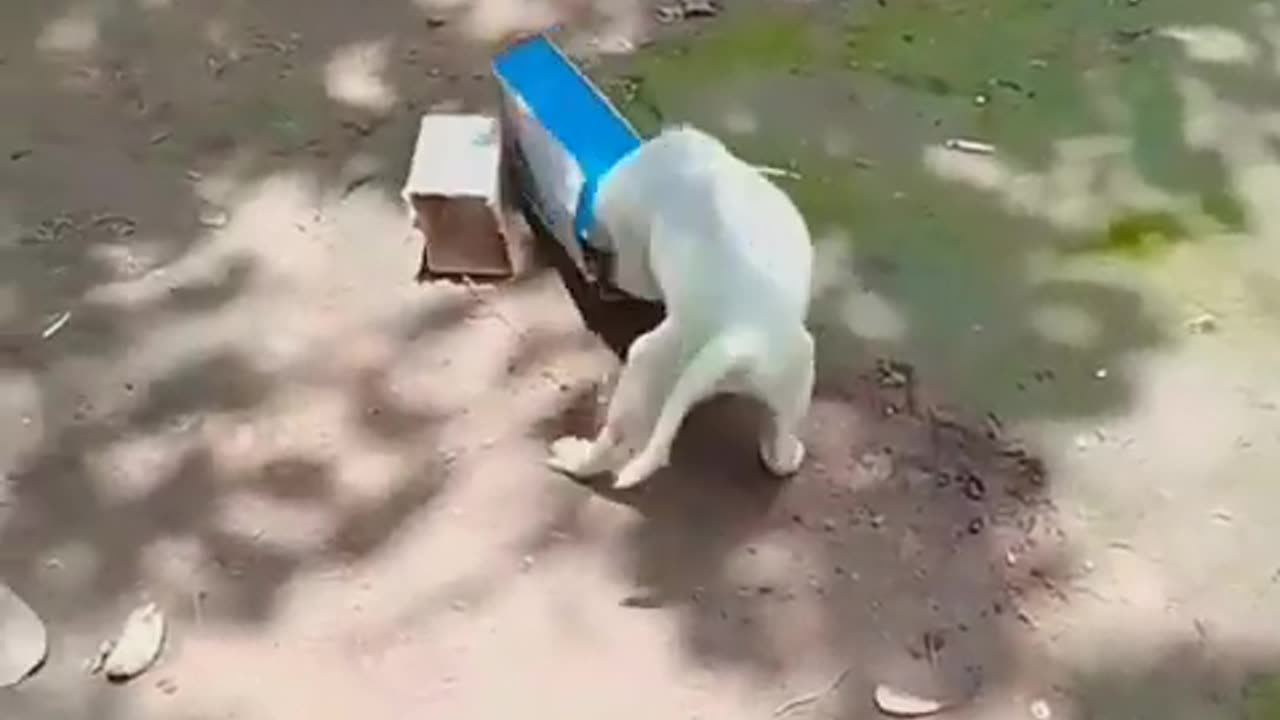 Dog fun with box