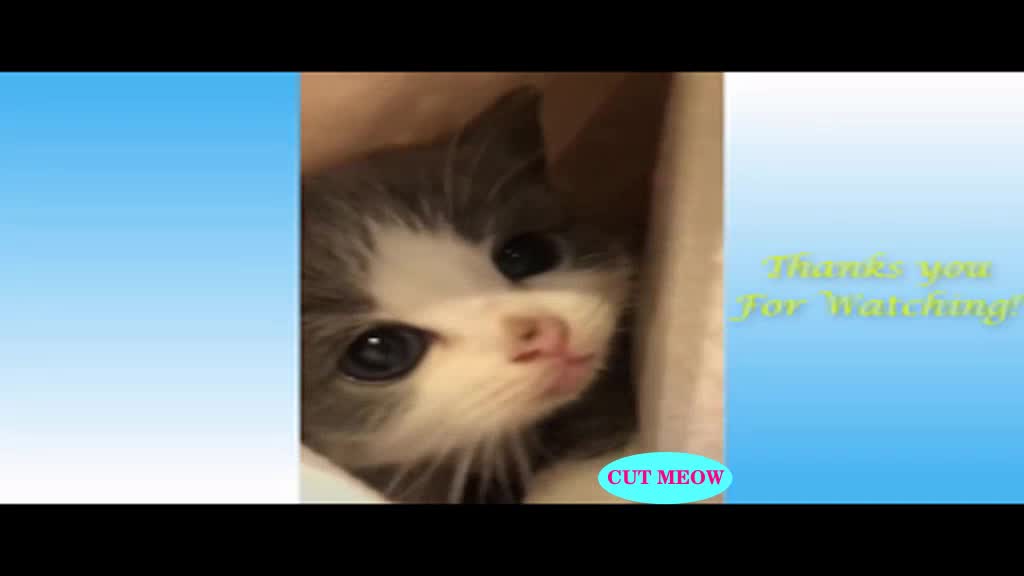 CUTE CATS AND FUNNY DOGS 2