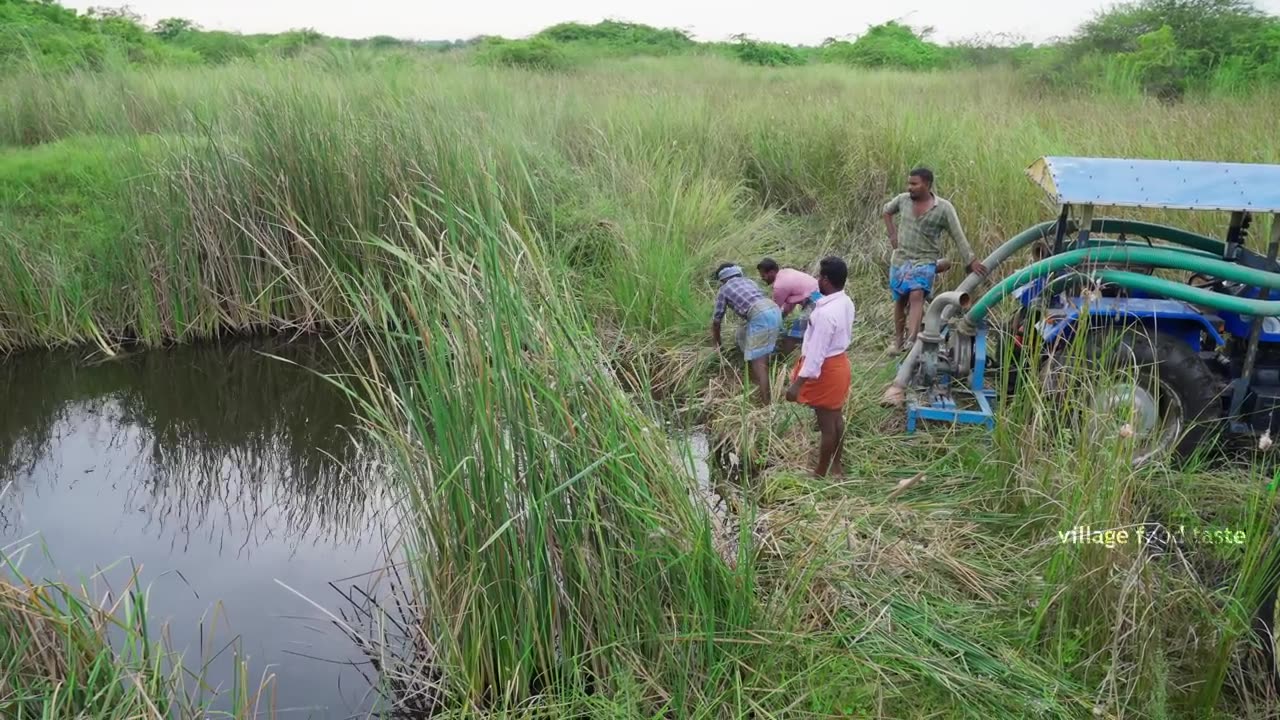 Pond Water Fish Catching and Cooking Fish Gravy in our Village _ country fish curry