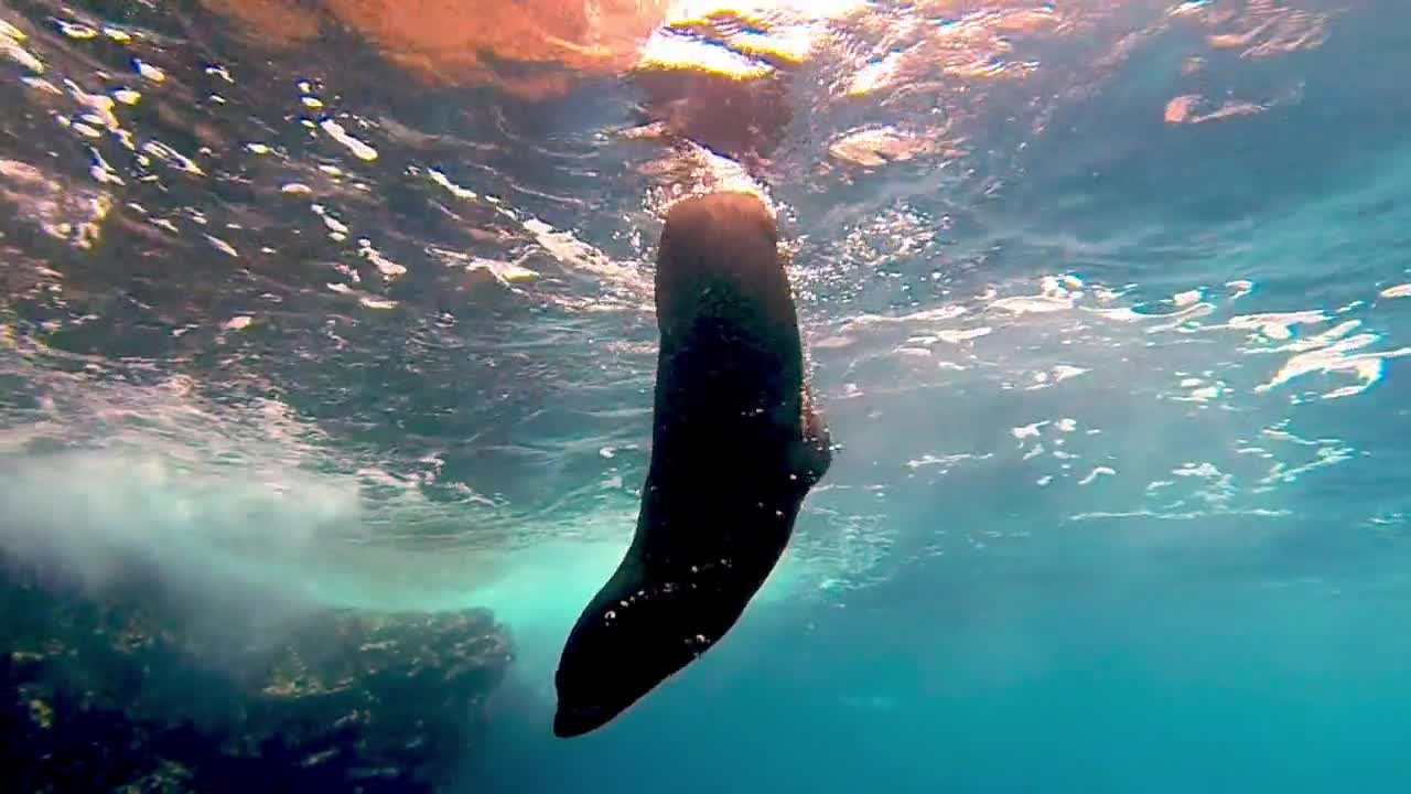 Leões marinhos brincalhões são apenas filhotes do oceano no coração