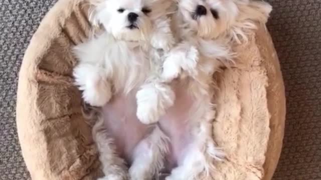 The way they lie down together and sleep