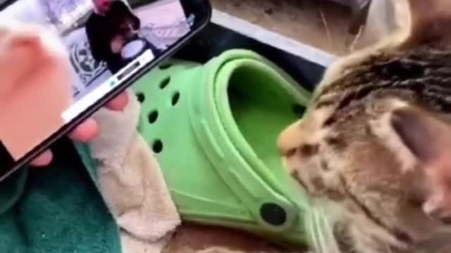 Funny Cat Dances