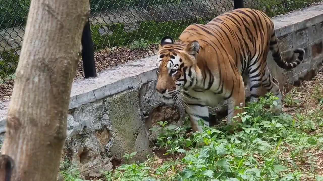 Bannergatta Royal Bengal Tiger