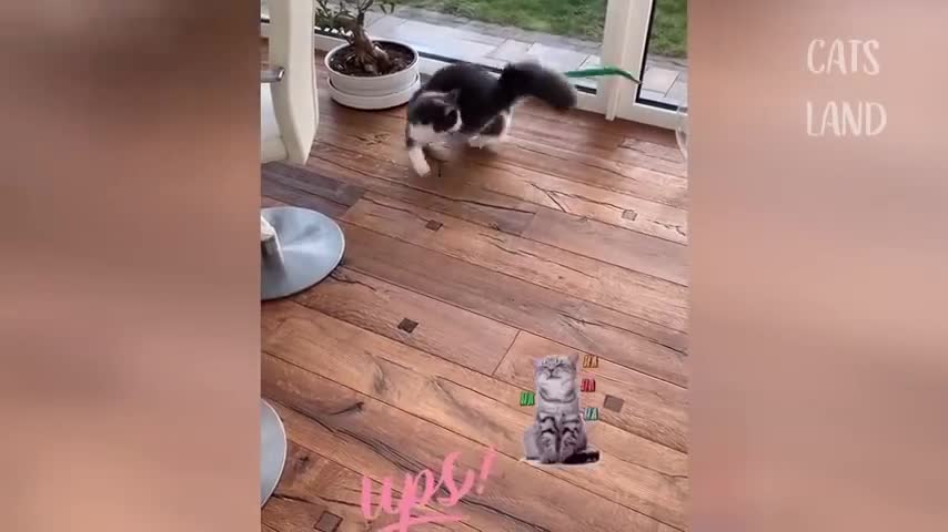 funny cats