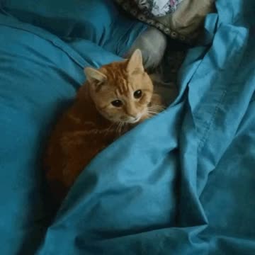 Cute Cat Gif