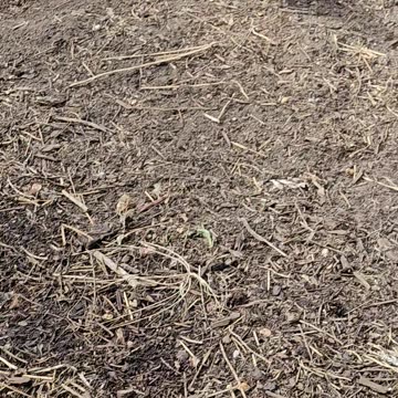 OMC! Whitey nails it and gets the toad! ..Or does she???