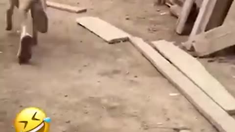 Animal funny video