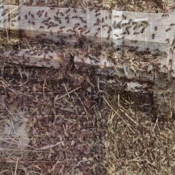 Hundreds of ants on a hut door. Beautiful insects in nature.