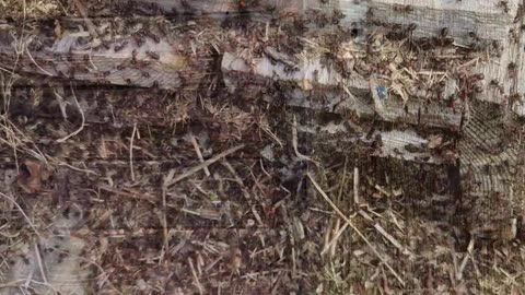 Hundreds of ants on a hut door. Beautiful insects in nature.