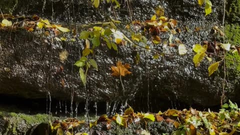 What is a true loser #shorts