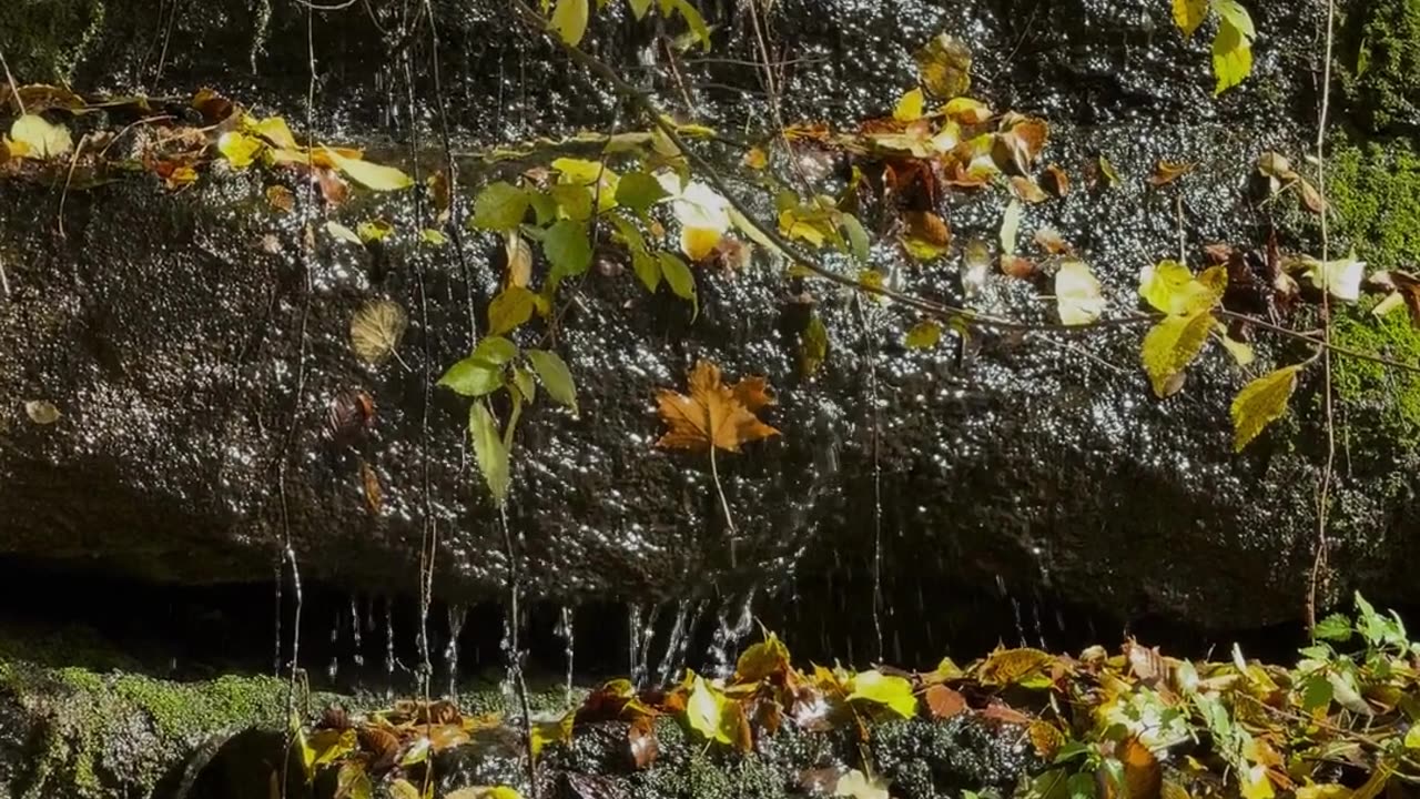 What is a true loser #shorts