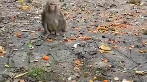 Funny monkey